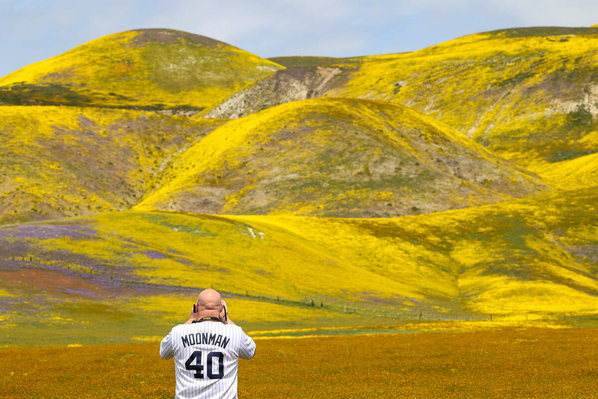 SLO County CA: Wildflower superbloom outlook not looking good
